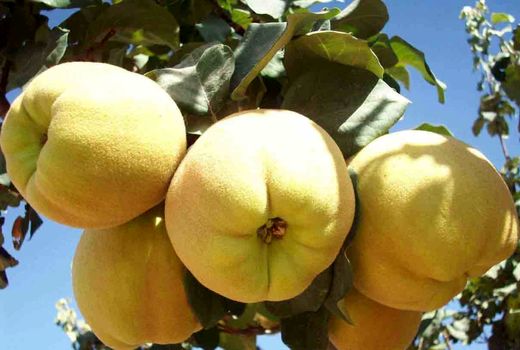 برداشت محصول به از باغات شهرستان بردسیر  از نیمه اول مهر ماه آغاز و هم اکنون نیز ادامه دارد 