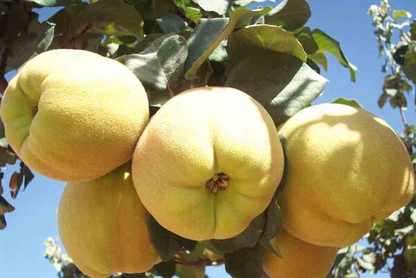 برداشت محصول به از باغات شهرستان بردسیر  از نیمه اول مهر ماه آغاز و هم اکنون نیز ادامه دارد 