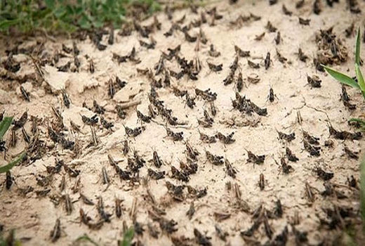 مبارزه بی‌امان با ملخ در شرایط دشوار/ اجازه ندادیم مزارع و باغ‌ها آسیب ببینند 