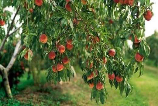 تولید 24هزار تن انواع محصولات سردرختی در شهرستان کوثر