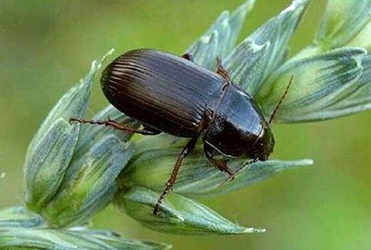 آفت سوسک سیاه و قهوه‌ای گندم را جدی بگیرید