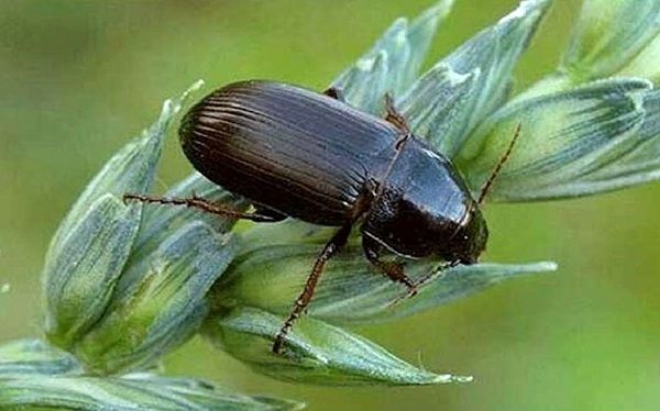 آفت سوسک سیاه و قهوه‌ای گندم را جدی بگیرید