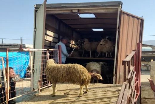 کشف 5 محموله قاچاق دام در بیضا