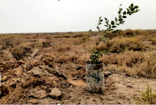 ۲۶ هزار اصله نهال جنگلی در بجنورد توزیع می‌شود