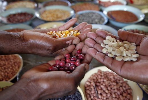 بحران امنیت غذایی در سال 2050