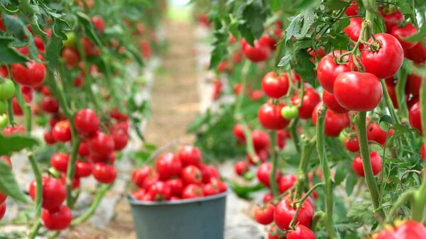 برداشت ۱۴۰ هزار تن گوجه‌‌فرنگی از مزارع استان بوشهر
