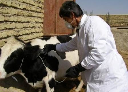 ارائه خدمات رایگان شبکه دامپزشکی شهربابک به مناسبت هفته دفاع مقدس
