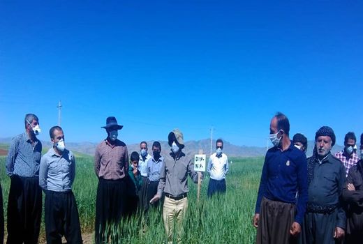 تولید ۹ رقم گندم در کردستان