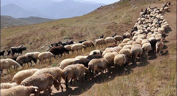 افزایش برههای ماده، نوید تقویت گلههای مولد در نیمه دوم سال