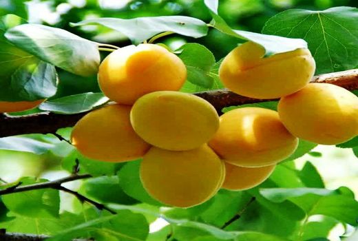 آغاز برداشت زرد آلو  از باغات چهارمحال و بختیاری
