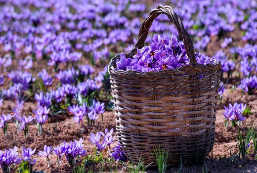 درآمد 84 میلیارد ریالی زعفران کاران بیضا از فروش زعفران