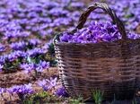 درآمد 84 میلیارد ریالی زعفران کاران بیضا از فروش زعفران