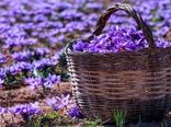 درآمد 84 میلیارد ریالی زعفران کاران بیضا از فروش زعفران
