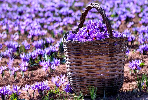 درآمد 84 میلیارد ریالی زعفران کاران بیضا از فروش زعفران