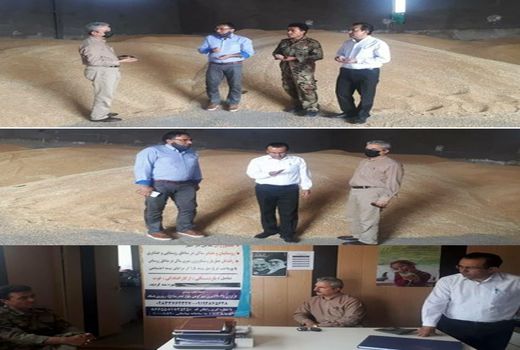 بازدیدهای روزانه از مراکز خرید تضمینی گندم در استان انجام می شود