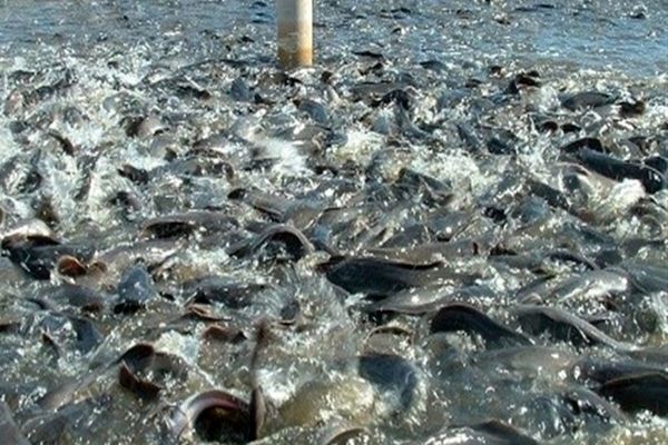 نگرانی مزارع پرورش ماهی از قطع برق