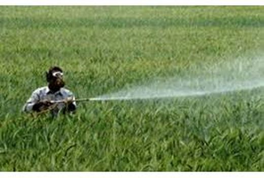 مبارزه شیمیایی در 117 هزار هکتار مزارع گندم مازندران
