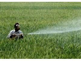 مبارزه شیمیایی در 117 هزار هکتار مزارع گندم مازندران