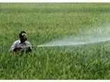 مبارزه شیمیایی در 117 هزار هکتار مزارع گندم مازندران