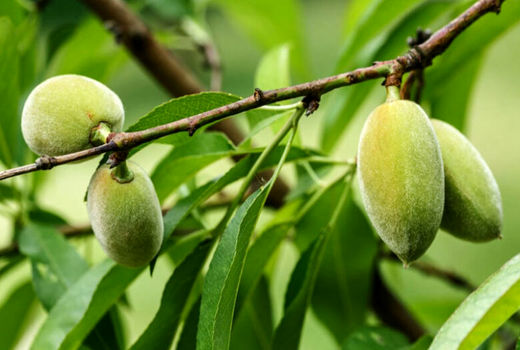 نهال بادام و گوجه سبز در گلخانه‌های خراسان شمالی کاشته شد