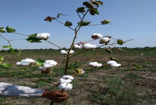 کشت طلای سفید در 600 هکتار از مزارع بهشهر