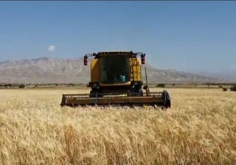 آغاز برداشت غلات از مزارع شهرستان فراشبند