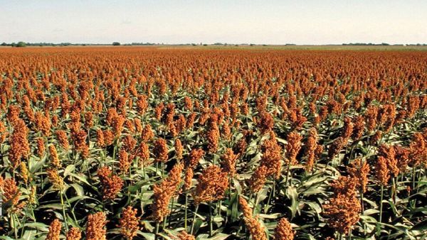 کشت گیاهان کم آببر با هدف کاهش هزینه تولید دامداری ها در استان قزوین