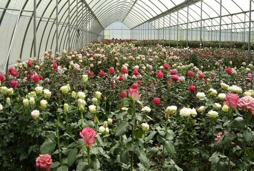 تولید هشت میلیون 