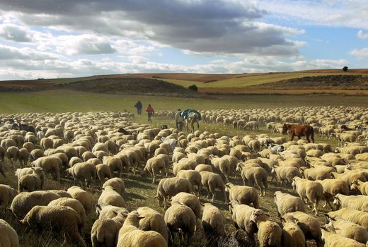 مدیریت چرا در سطح 200 هزار هکتار از مراتع سمنان انجام شد