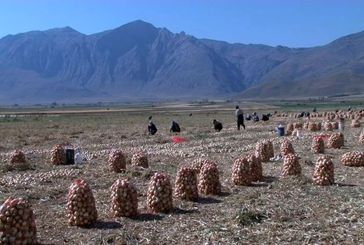 آغاز برداشت پیاز از مزارع فریدن