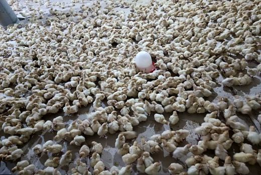 جوجه‌ریزی ۲۰ هزار قطعه بوقلمون در شهرستان جلفا  