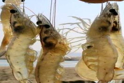 پرورش میگو در استان بوشهر، ایمن سازی شد