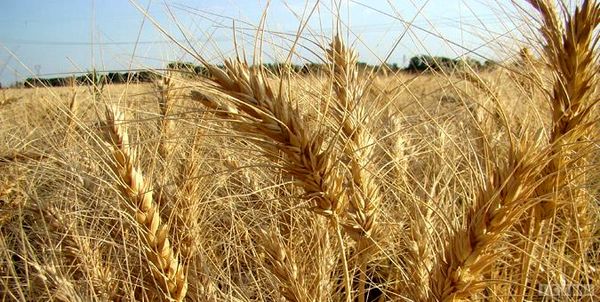 آغاز برداشت جو از مزارع بهار