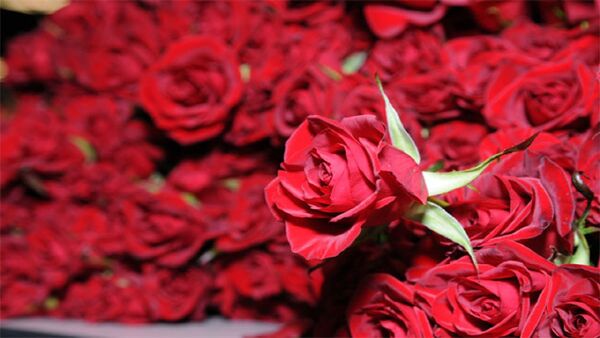 تولید ۱۰ رقم گل رز در چهارمحال و بختیاری