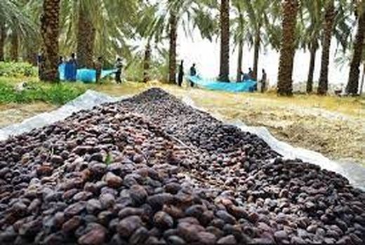 برگزاری جشنواره خرما در خرمشهر