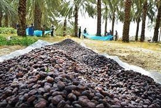 برگزاری جشنواره خرما در خرمشهر