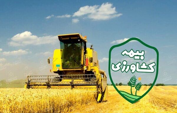 بیمه فراگیر گندم، نقش صندوق بیمه را پررنگ‌تر کرد