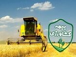 بیمه فراگیر گندم، نقش صندوق بیمه را پررنگ‌تر کرد