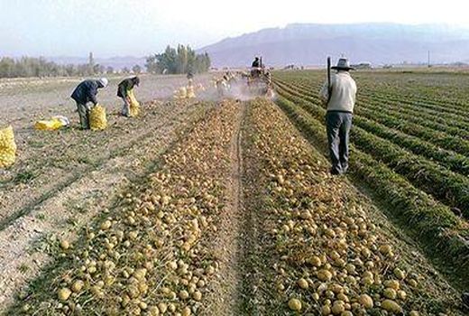 فروش قراردادی تولیدات کشاورزان خراسان شمالی ناچیز است