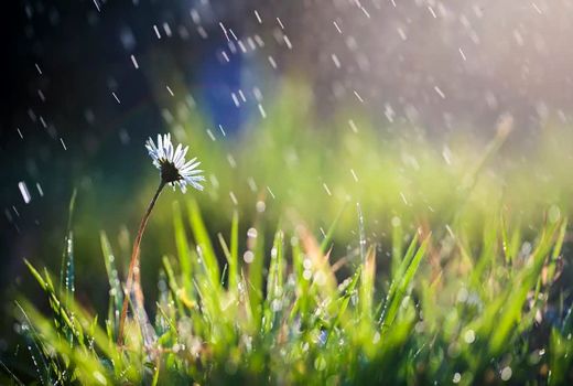 افزایش 20 میلیارد مترمکعبی ظرفیت آب سبز با اصلاح و احیای مراتع