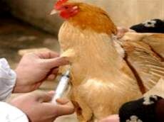 واکسیناسیون بیش از 32 هزار قطعه طیور علیه بیماری نیوکاسل در سمنان؛ رونمایی از سامانه سهند