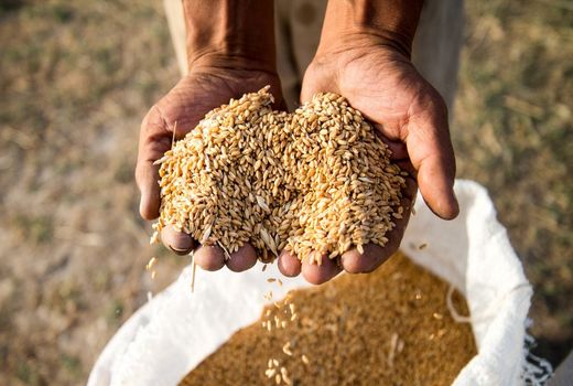 کاشت غلات در نی ریز آغاز شد 