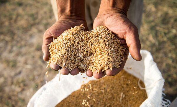 کاشت غلات در نی ریز آغاز شد 