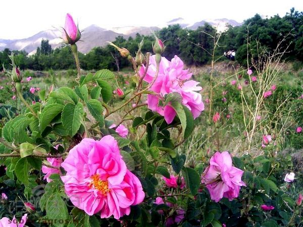 کشت گل محمدی در 30 هکتار از اراضی ملایر