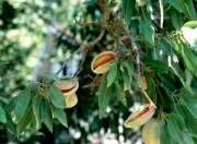 ورود تاجران هندی برای خرید مغز بادام ایرانی