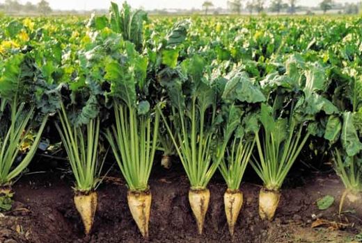 تاکنون ۱۶۰ هکتار از کشتزارهای شیروان زیر کشت چغندر رفته است