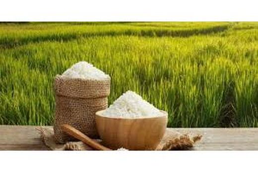 خریداری برنج پارسال برنج‌کاران شمالی تا آخرین دانه