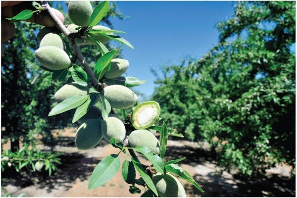 کم‌آبی و چالش‌های پیش روی کشت بادام در ایالت کالیفرنیا/ تولید شرورانه یا رسوایی بزرگ!؟