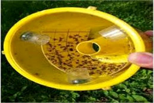 مگس میوه در 2700 هکتار باغ های آمل ردیابی شد/ شکار 14 هزار مگس
