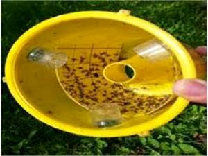 مگس میوه در 2700 هکتار باغ های آمل ردیابی شد/ شکار 14 هزار مگس